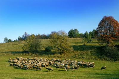 Birkanyáj-stock-photo