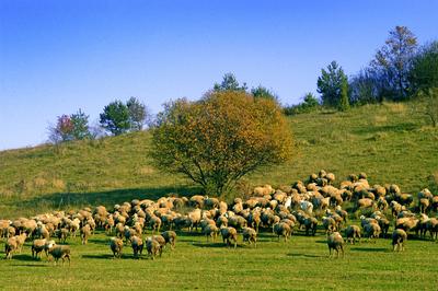 Birkanyáj-stock-photo