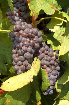 Badacsonyi szőlőfürt-stock-foto