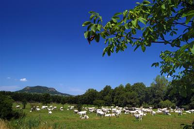 Badacsony-stock-foto