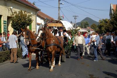 Szüreti felvonulás Badacsonyban-stock-foto