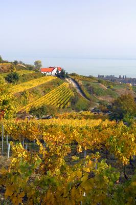 Badacsonyi ősz-stock-photo