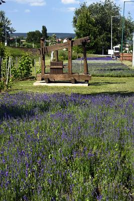 Levendula Alsóörsön-stock-foto