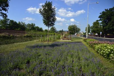 Levendula Alsóörsön-stock-foto
