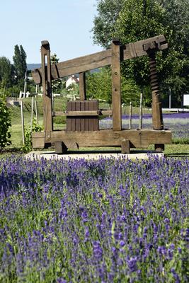 Régi szőlőprés Alsóörsön-stock-foto