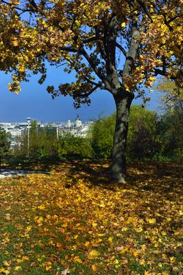 Budapest, ősz a Gellért-hegyen-stock-foto