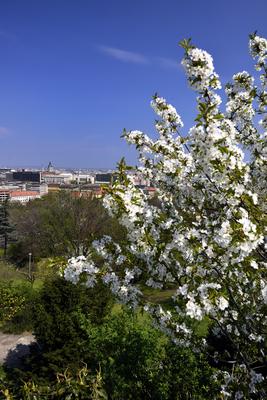 Tavaszi virágzás a Gellért-hegyen-stock-foto