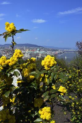Tavaszi virágzás a Gellért-hegyen-stock-foto