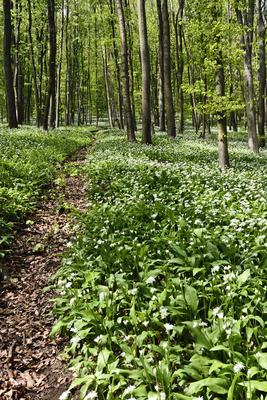 Bakonybél-stock-foto