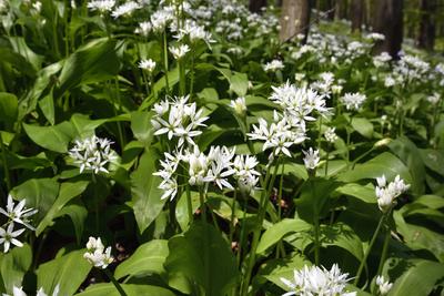 Bakonybél-stock-foto
