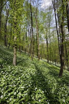 Bakonybél-stock-foto