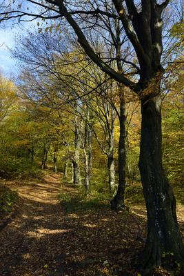 Bakonybél-stock-foto