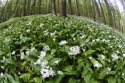 Bakonybél-stock-foto