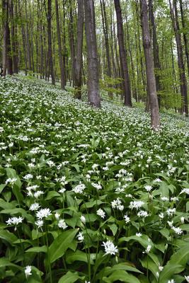 Bakonybél-stock-foto