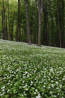 Bakonybél-stock-foto
