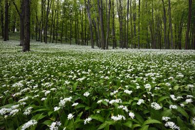 Bakonybél-stock-foto