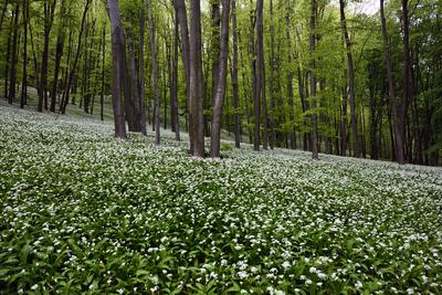 Bakonybél-stock-foto