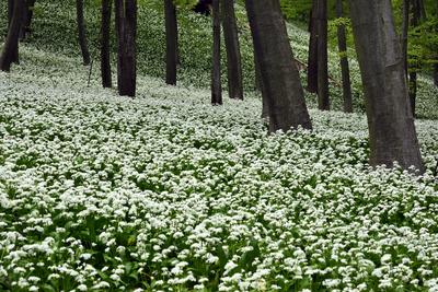 Bakonybél-stock-foto