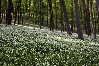 Bakonybél-stock-foto