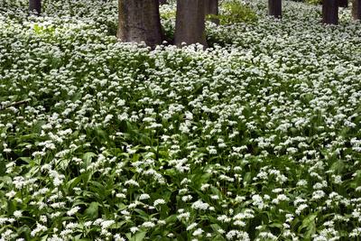 Bakonybél-stock-foto