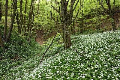Bakonybél-stock-foto
