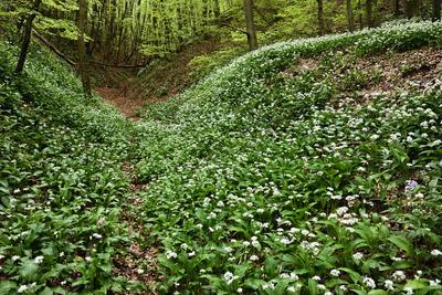 Bakonybél-stock-foto