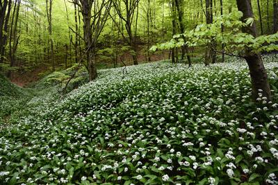 Bakonybél-stock-foto