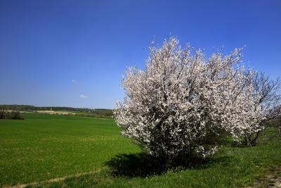 Bakonybél-stock-foto