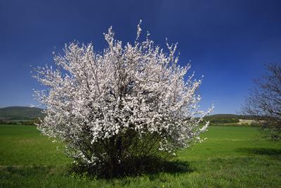 Bakonybél-stock-foto