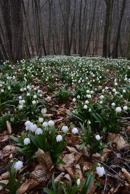Bakonybél-stock-foto