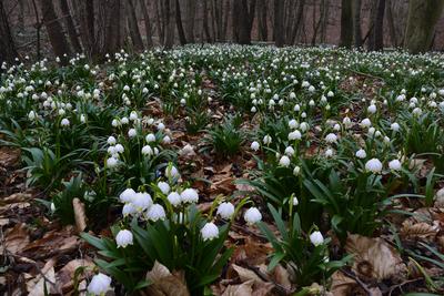 Bakonybél-stock-foto