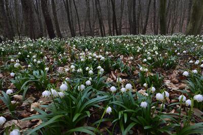 Bakonybél-stock-foto