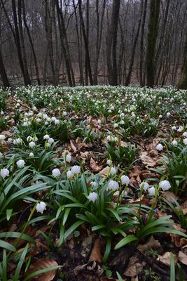 Bakonybél-stock-foto