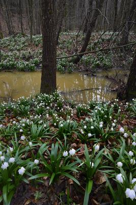 Bakonybél-stock-foto