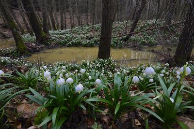 Bakonybél-stock-foto