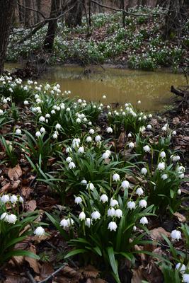 Bakonybél-stock-foto