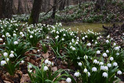 Bakonybél-stock-foto