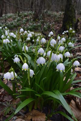Bakonybél-stock-foto