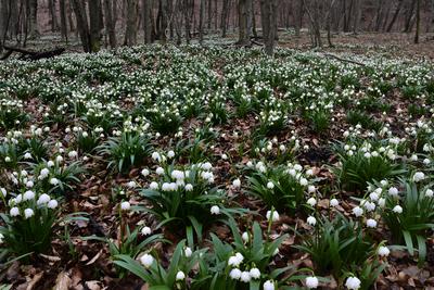 Bakonybél-stock-foto