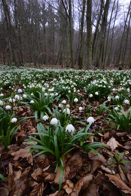 Bakonybél-stock-foto