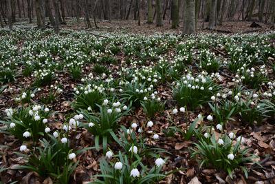 Bakonybél-stock-foto