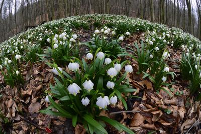 Bakonybél-stock-foto