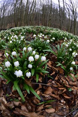 Bakonybél-stock-foto