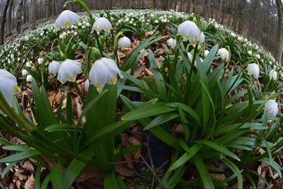 Bakonybél-stock-foto