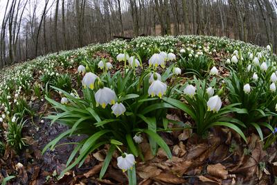 Bakonybél-stock-foto
