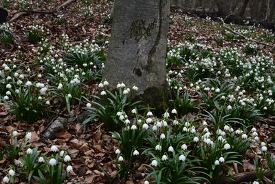 Bakonybél-stock-foto