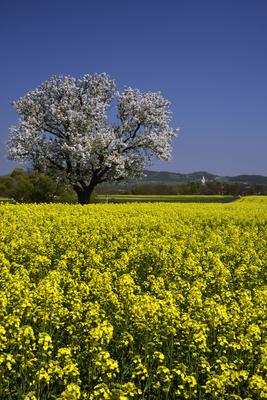 Balaton-felvidék-stock-foto