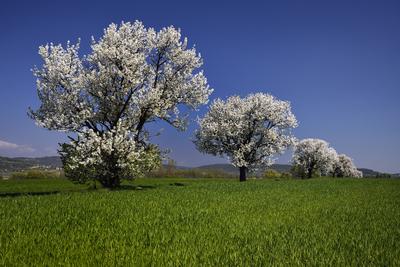 Balaton-felvidék-stock-foto