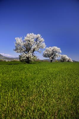 Balaton-felvidék-stock-foto