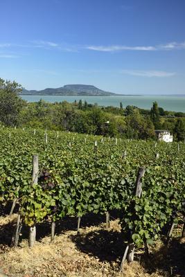 Balaton-stock-foto